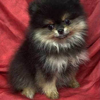 chiot Spitz allemand BALINA spitz à réserver Domaine de la Chantelaie