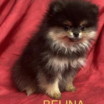 chiot Spitz allemand BALINA spitz à réserver Domaine de la Chantelaie