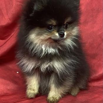 chiot Spitz allemand BALINA spitz à réserver Domaine de la Chantelaie