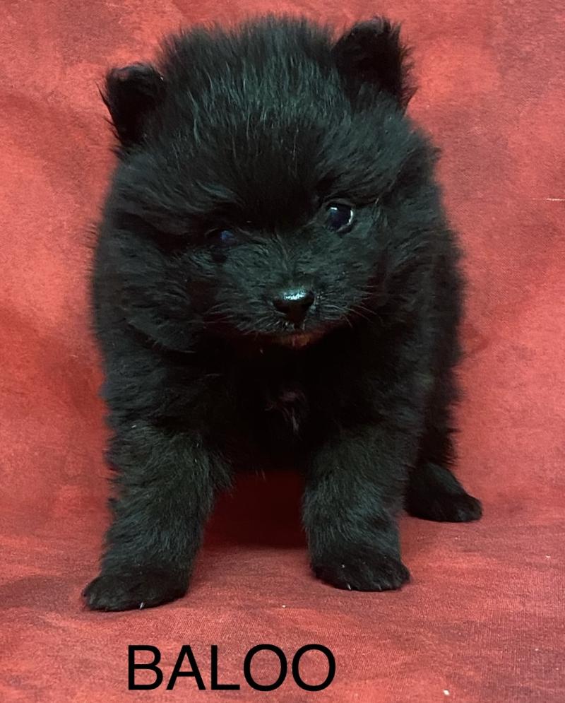BALOO.spitz à réserver Mâle Spitz allemand
