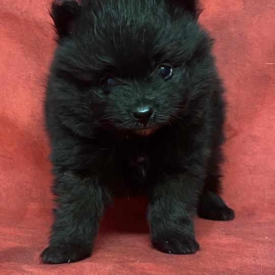 chiot Spitz allemand BALOO.spitz à réserver Domaine de la Chantelaie
