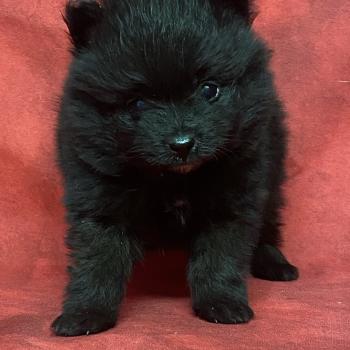 chiot Spitz allemand BALOO.spitz à réserver Domaine de la Chantelaie