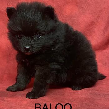chiot Spitz allemand BALOO.spitz à réserver Domaine de la Chantelaie