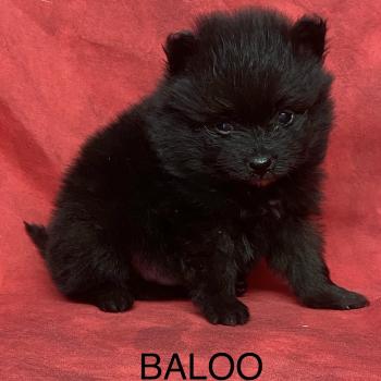 chiot Spitz allemand BALOO.spitz à réserver Domaine de la Chantelaie