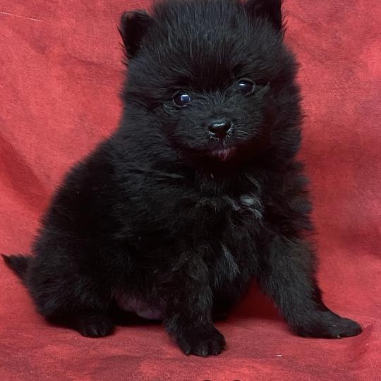 chiot Spitz allemand BALOO.spitz à réserver Domaine de la Chantelaie