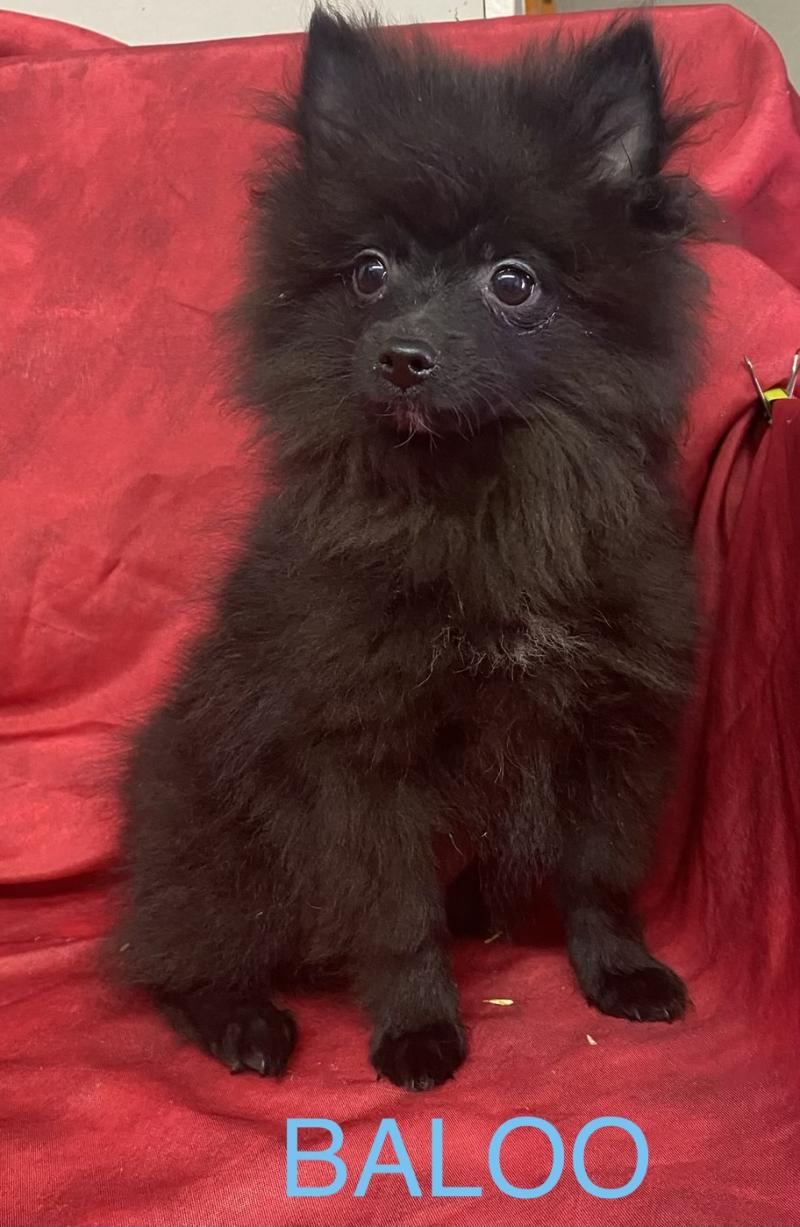 BALOO spitz nain DISPONIBLE Mâle Spitz allemand