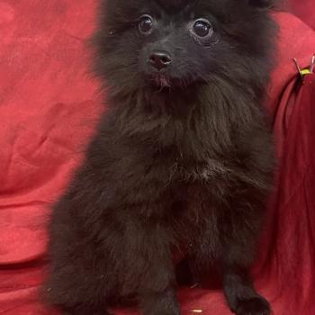 chiot Spitz allemand BALOO.spitz nain disponible Domaine de la Chantelaie