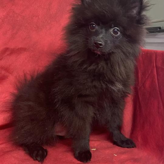 chiot Spitz allemand BALOO.spitz nain disponible Domaine de la Chantelaie