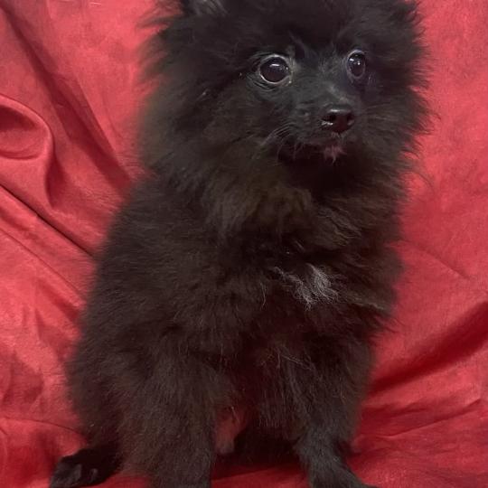 chiot Spitz allemand BALOO.spitz nain disponible Domaine de la Chantelaie