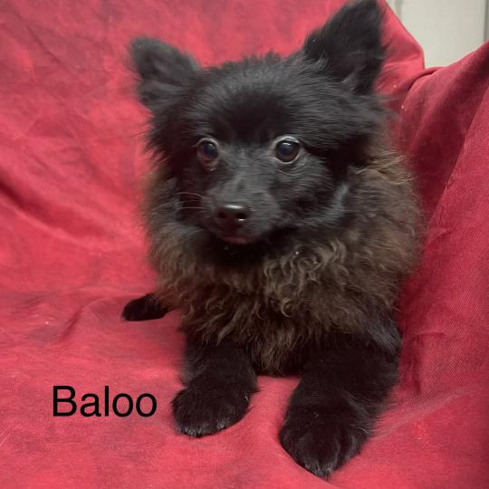 BALOO spitz DISPONIBLE Mâle Spitz allemand