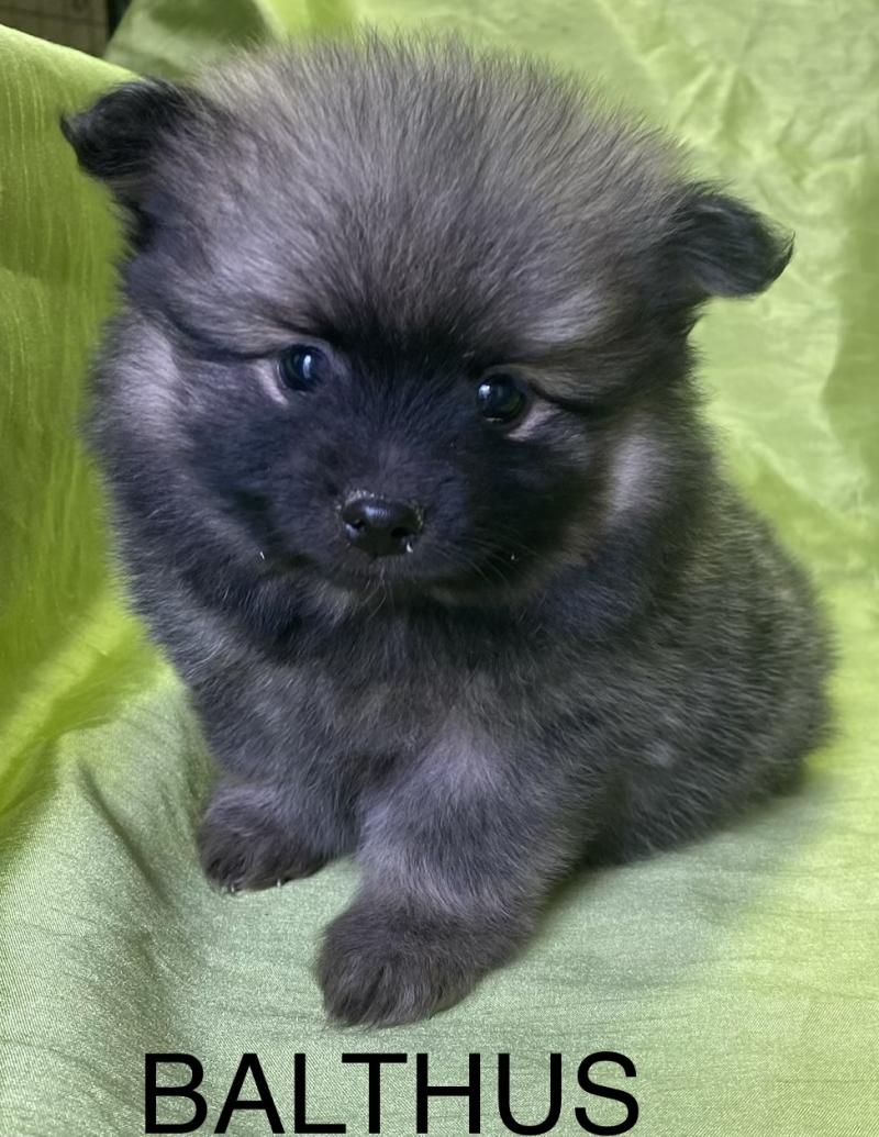 BALTHUS spitz disponible Mâle Spitz allemand