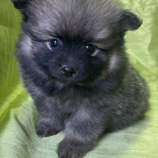 chiot Spitz allemand BALTHUS spitz disponible Domaine de la Chantelaie