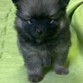 chiot Spitz allemand BALTHUS spitz disponible Domaine de la Chantelaie