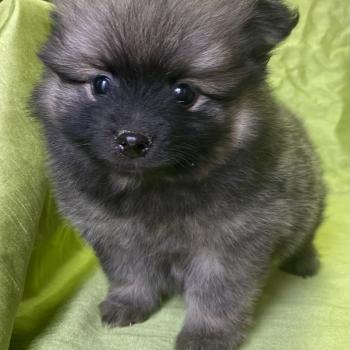 chiot Spitz allemand BALTHUS spitz disponible Domaine de la Chantelaie