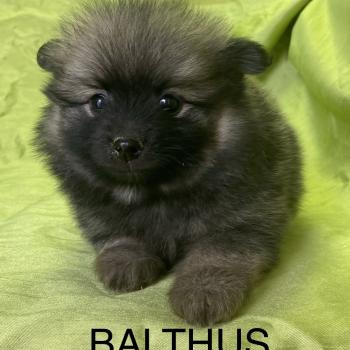 chiot Spitz allemand BALTHUS spitz disponible Domaine de la Chantelaie
