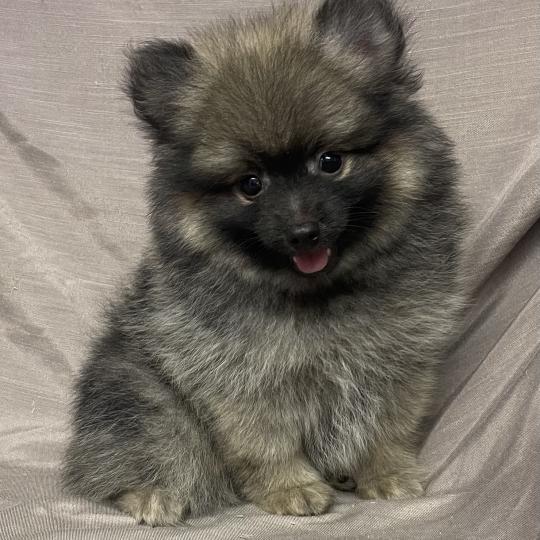 BALTHUS spitz disponible Mâle Spitz allemand