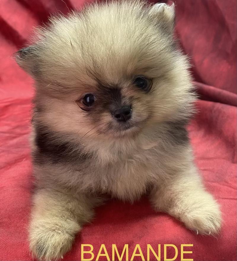 BAMANDE spitz extra nain Poméranian à réserver Femelle Spitz allemand