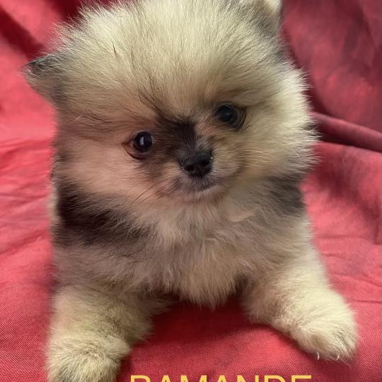 chiot Spitz allemand BAMANDE spitz nain disponible Domaine de la Chantelaie