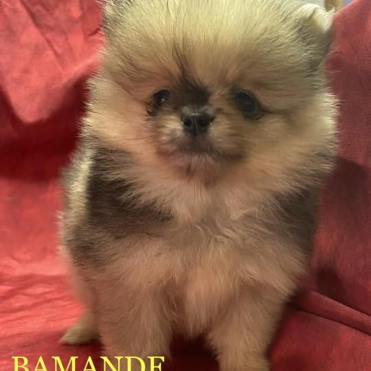chiot Spitz allemand BAMANDE spitz nain disponible Domaine de la Chantelaie