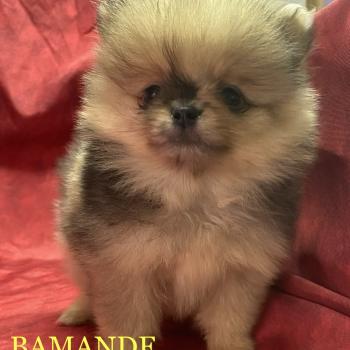 chiot Spitz allemand BAMANDE spitz nain disponible Domaine de la Chantelaie