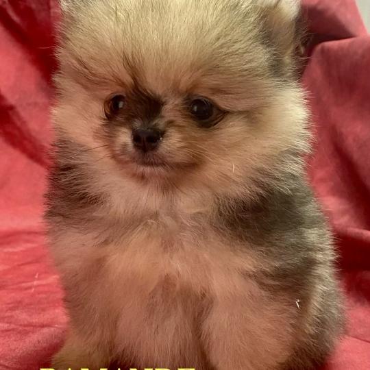 chiot Spitz allemand BAMANDE spitz nain disponible Domaine de la Chantelaie
