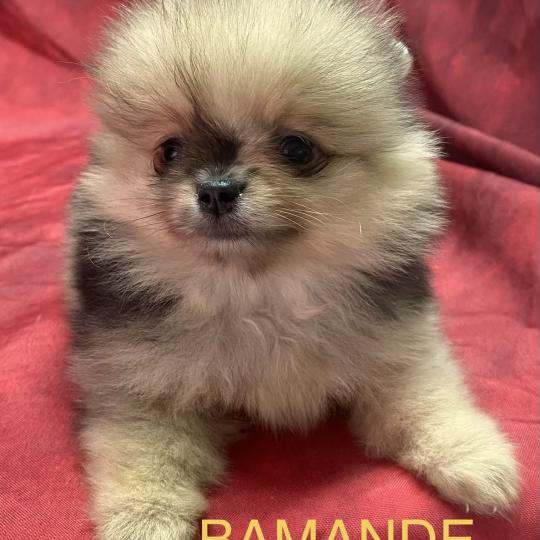 chiot Spitz allemand BAMANDE spitz nain disponible Domaine de la Chantelaie