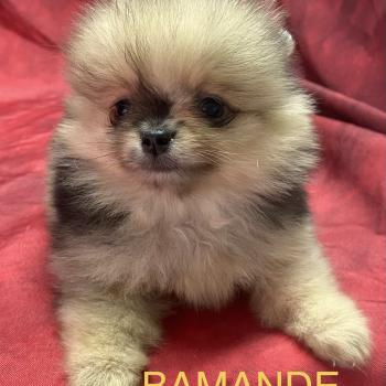 chiot Spitz allemand BAMANDE spitz nain disponible Domaine de la Chantelaie