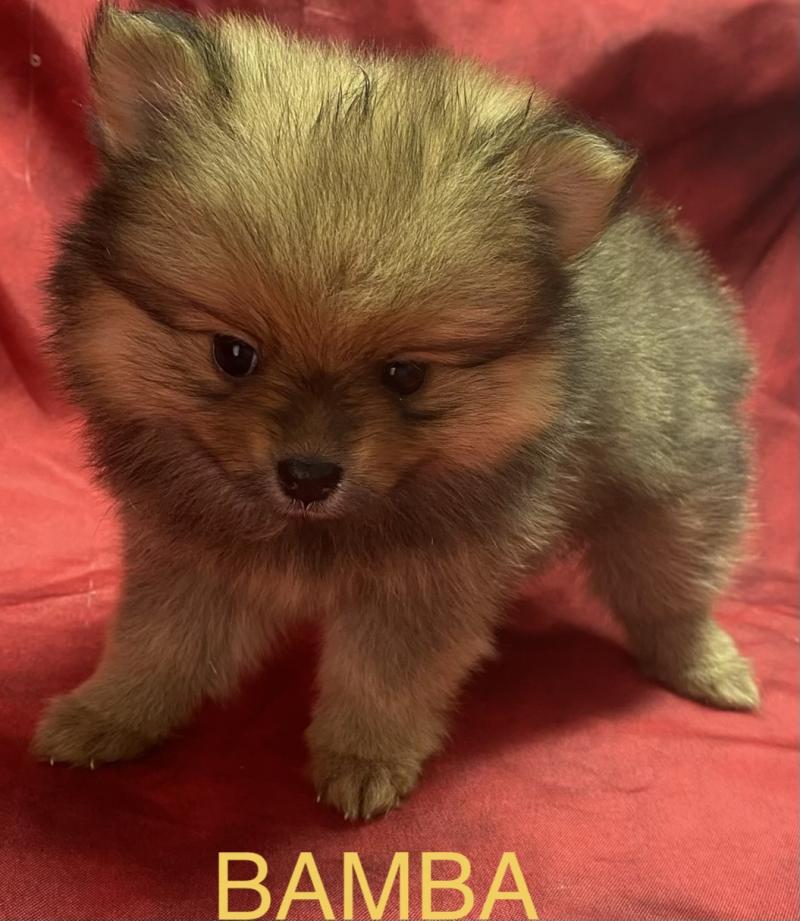BAMBA spitz nain disponible Femelle Spitz allemand