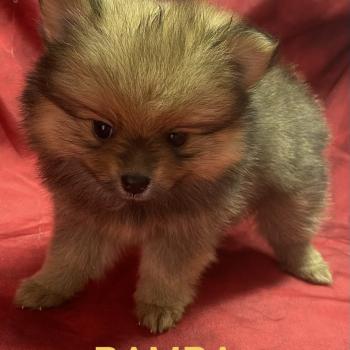 chiot Spitz allemand BAMBA spitz nain disponible Domaine de la Chantelaie
