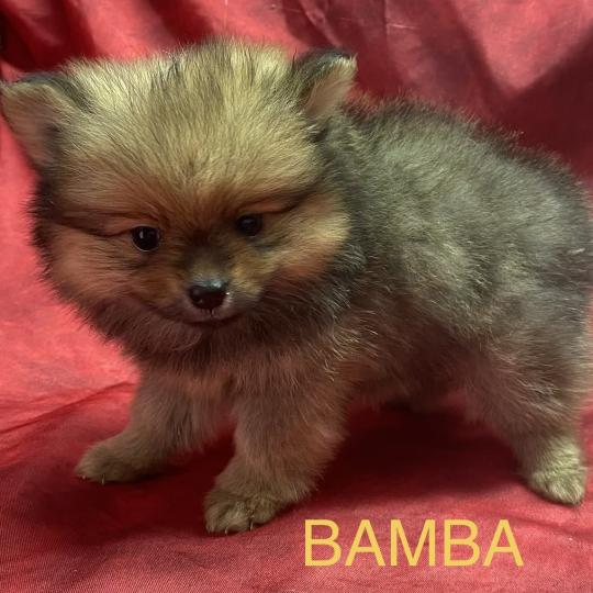 chiot Spitz allemand BAMBA spitz nain disponible Domaine de la Chantelaie