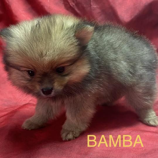 chiot Spitz allemand BAMBA spitz nain disponible Domaine de la Chantelaie