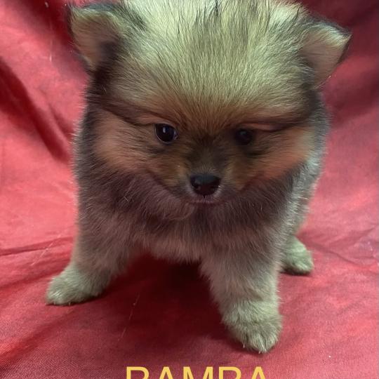 chiot Spitz allemand BAMBA spitz nain disponible Domaine de la Chantelaie