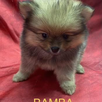 chiot Spitz allemand BAMBA spitz nain disponible Domaine de la Chantelaie