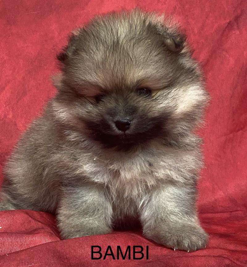 BAMBI spitz à réserver Mâle Spitz allemand