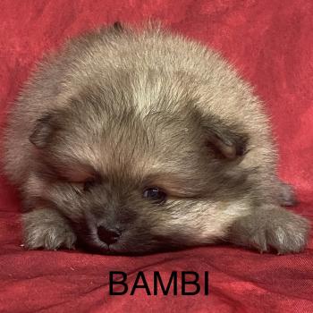 chiot Spitz allemand BAMBI spitz à réserver Domaine de la Chantelaie