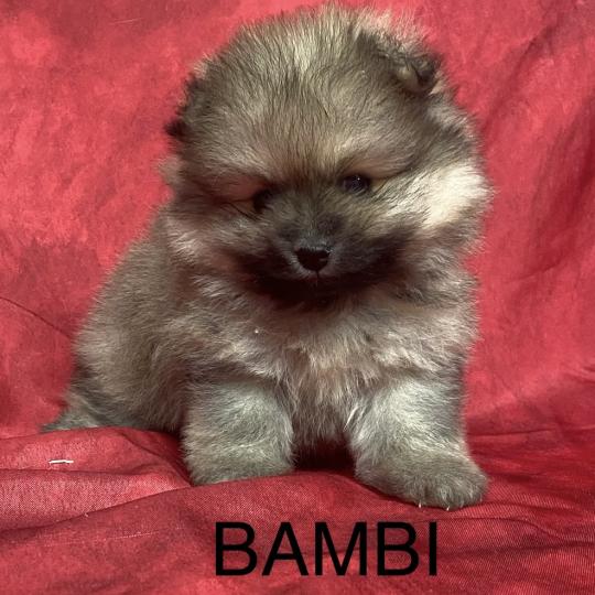 chiot Spitz allemand BAMBI spitz à réserver Domaine de la Chantelaie