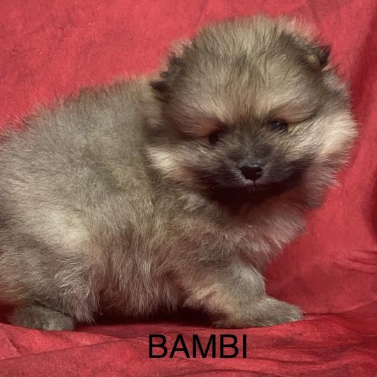 chiot Spitz allemand BAMBI spitz à réserver Domaine de la Chantelaie