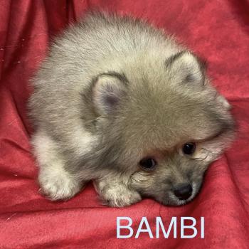 chiot Spitz allemand BAMBI spitz DISPONIBLE Domaine de la Chantelaie