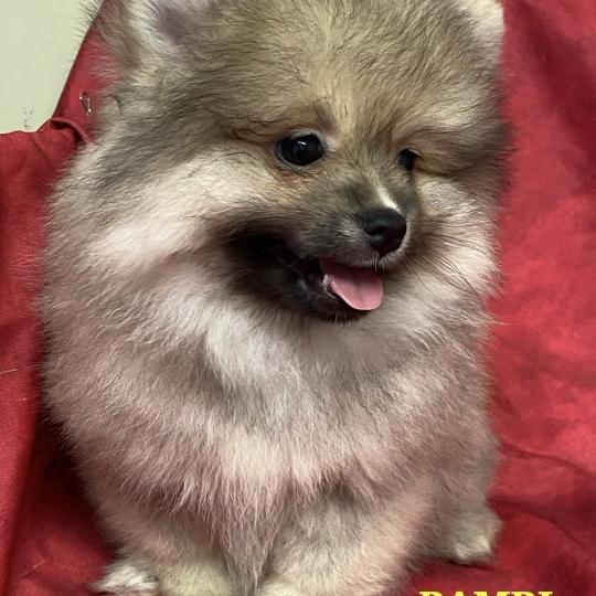 chiot Spitz allemand BAMBI spitz DISPONIBLE Domaine de la Chantelaie
