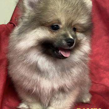 chiot Spitz allemand BAMBI spitz DISPONIBLE Domaine de la Chantelaie