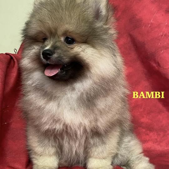 chiot Spitz allemand BAMBI spitz DISPONIBLE Domaine de la Chantelaie
