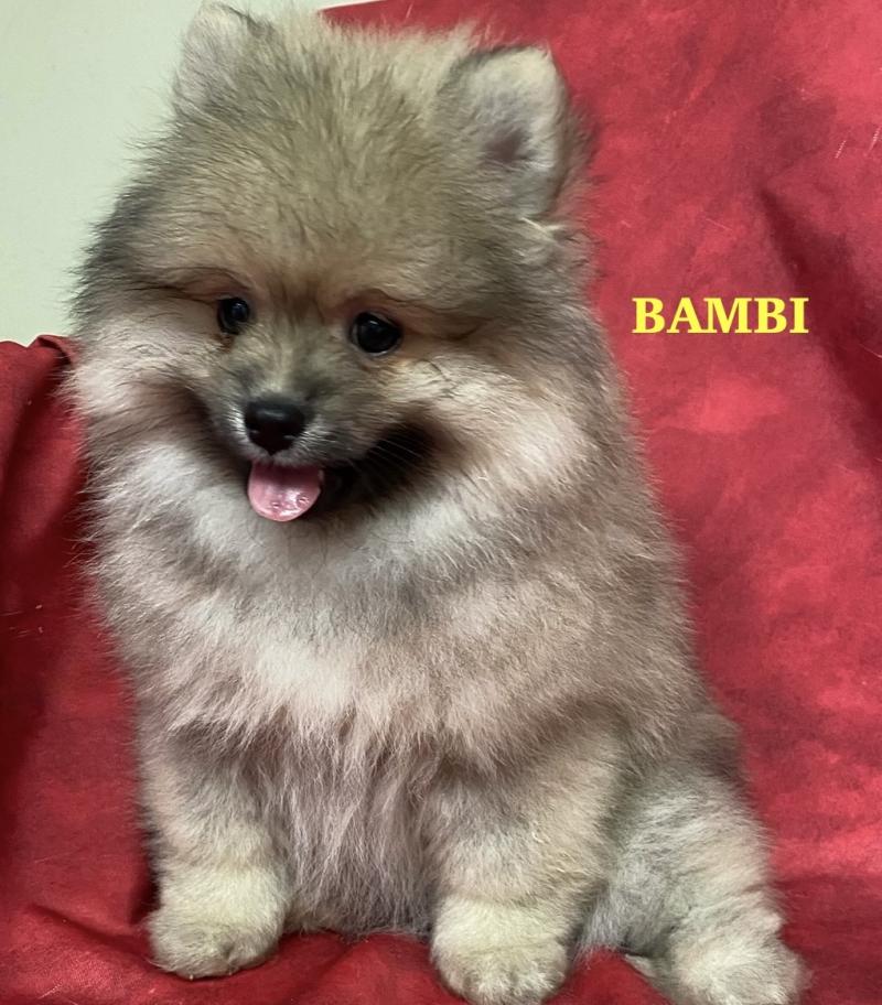 BAMBI spitz DISPONIBLE Mâle Spitz allemand