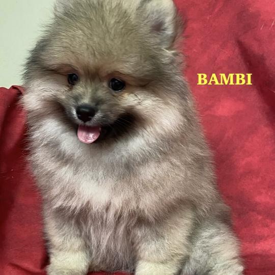 BAMBI spitz DISPONIBLE Mâle Spitz allemand
