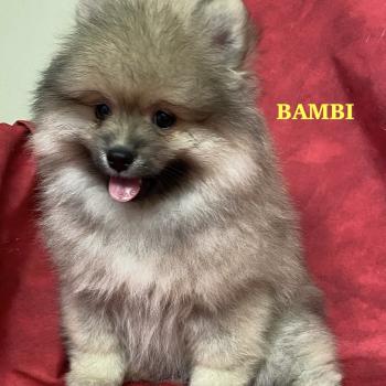 chiot Spitz allemand BAMBI spitz DISPONIBLE Domaine de la Chantelaie