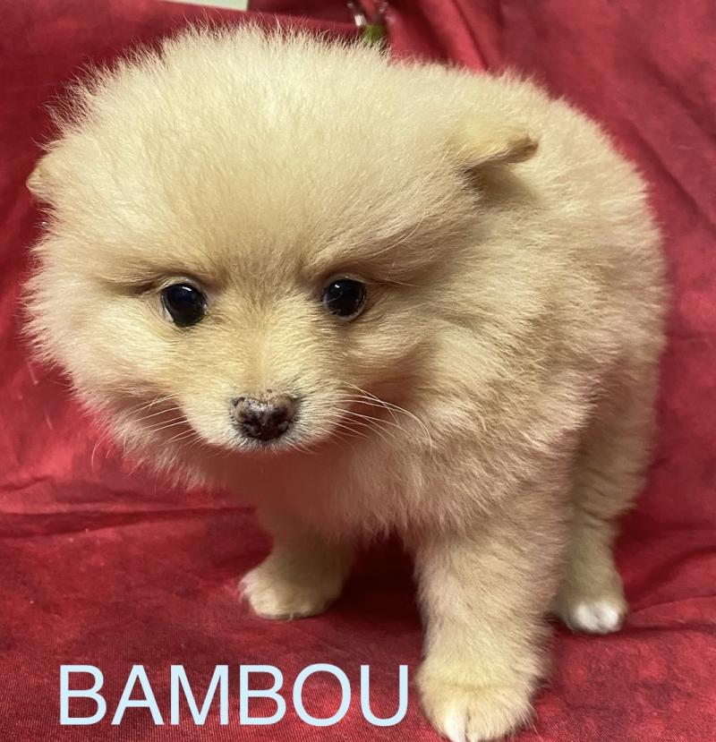 BAMBOU spitz à réserver Mâle Spitz allemand