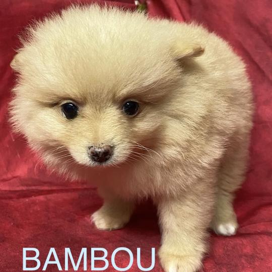 chiot Spitz allemand BAMBOU spitz  disponible Domaine de la Chantelaie