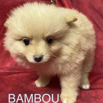 chiot Spitz allemand BAMBOU spitz  disponible Domaine de la Chantelaie
