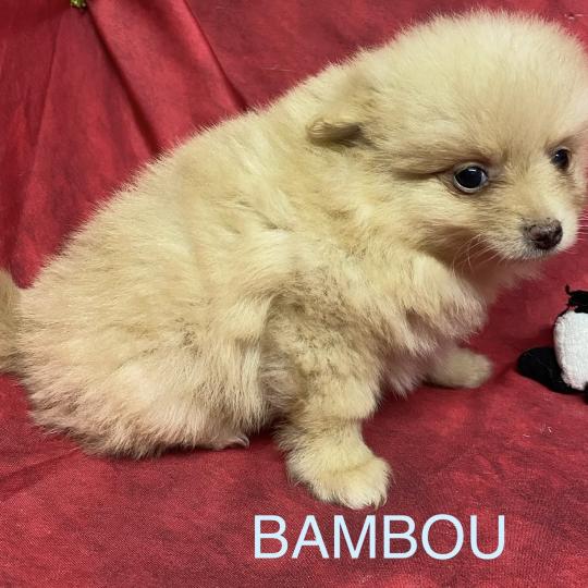 chiot Spitz allemand BAMBOU spitz  disponible Domaine de la Chantelaie