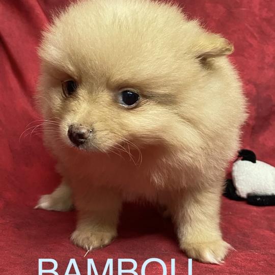 chiot Spitz allemand BAMBOU spitz  disponible Domaine de la Chantelaie