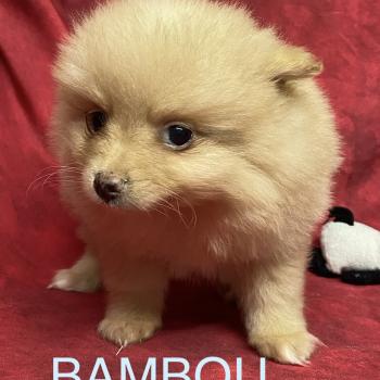 chiot Spitz allemand BAMBOU spitz  disponible Domaine de la Chantelaie